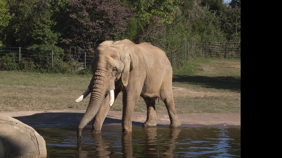 
The African elephant is the largest of land mammals; it can bust the scales at 6 tons and reach a height of 13 feet. The N.C. Zoo has a total of six, both males and females.
