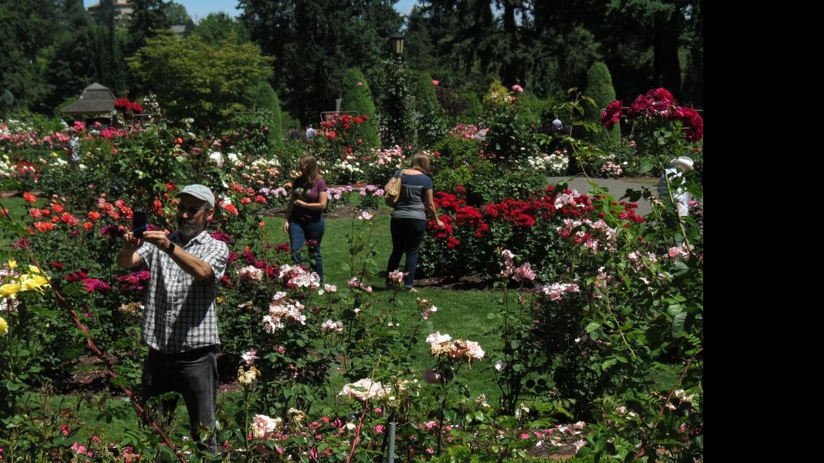 
Portland’s International Rose Test Garden will be appreciated by all ages. As you descend into the bountiful array of varieties, you will immediately be greeted by potent fragrance. Photo opportunities are never ceasing. 
