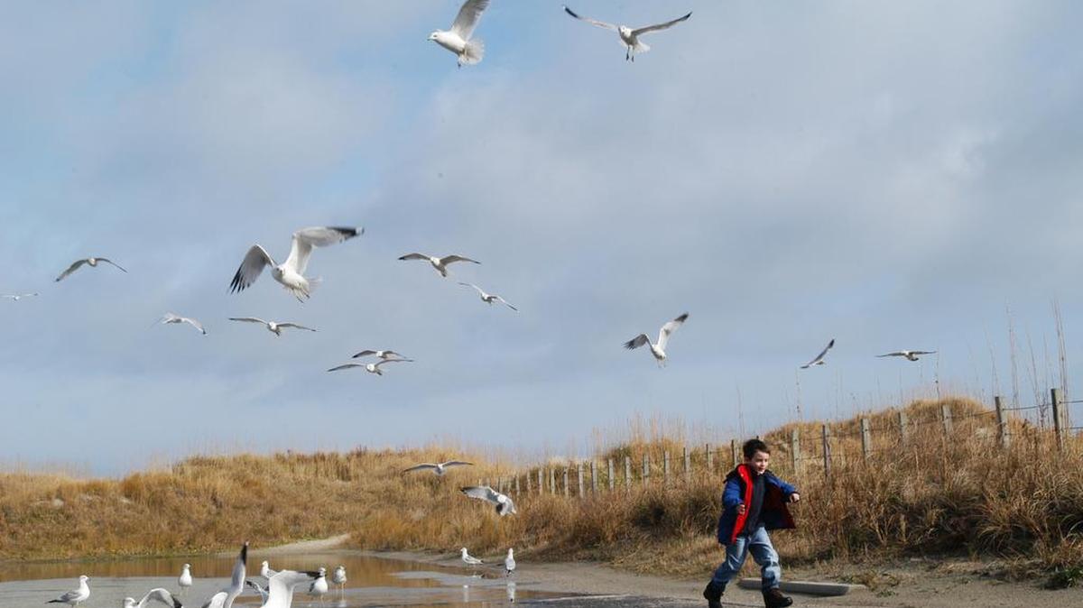 Sea gulls flock across the dunes at the north end of Ocracoke on the Outer Banks.