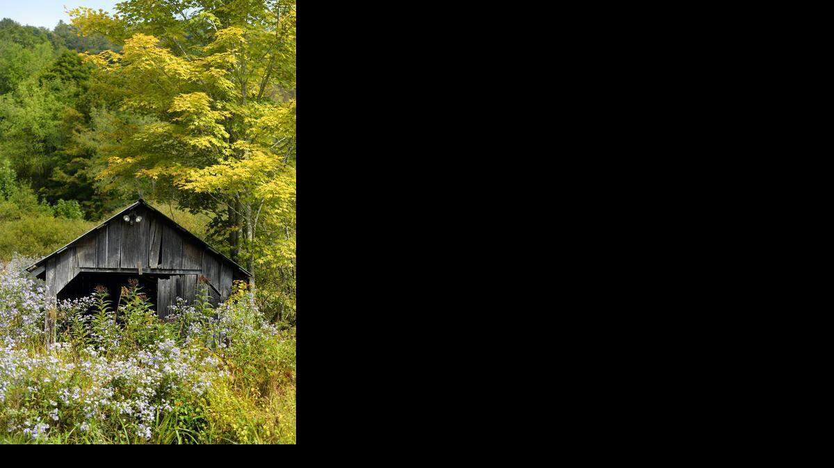 
Enjoy Elk Knob State Park for the botanical diversity. It’s in the Amphibolite Mountains – a tiny range in the northwest corner of the state. 
