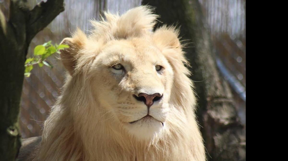 
Michael is the newly arrived resident at Tiger World. Can’t miss him – he looks just like a 3-year-old lion would appear... but nose to tail, his fur is the off-white of a polar bear.

