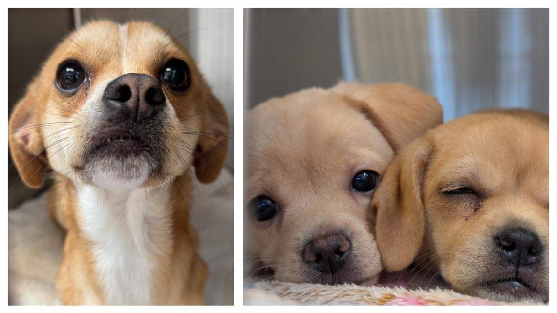Banana and two of his puppies are among the dogs who will need new homes.