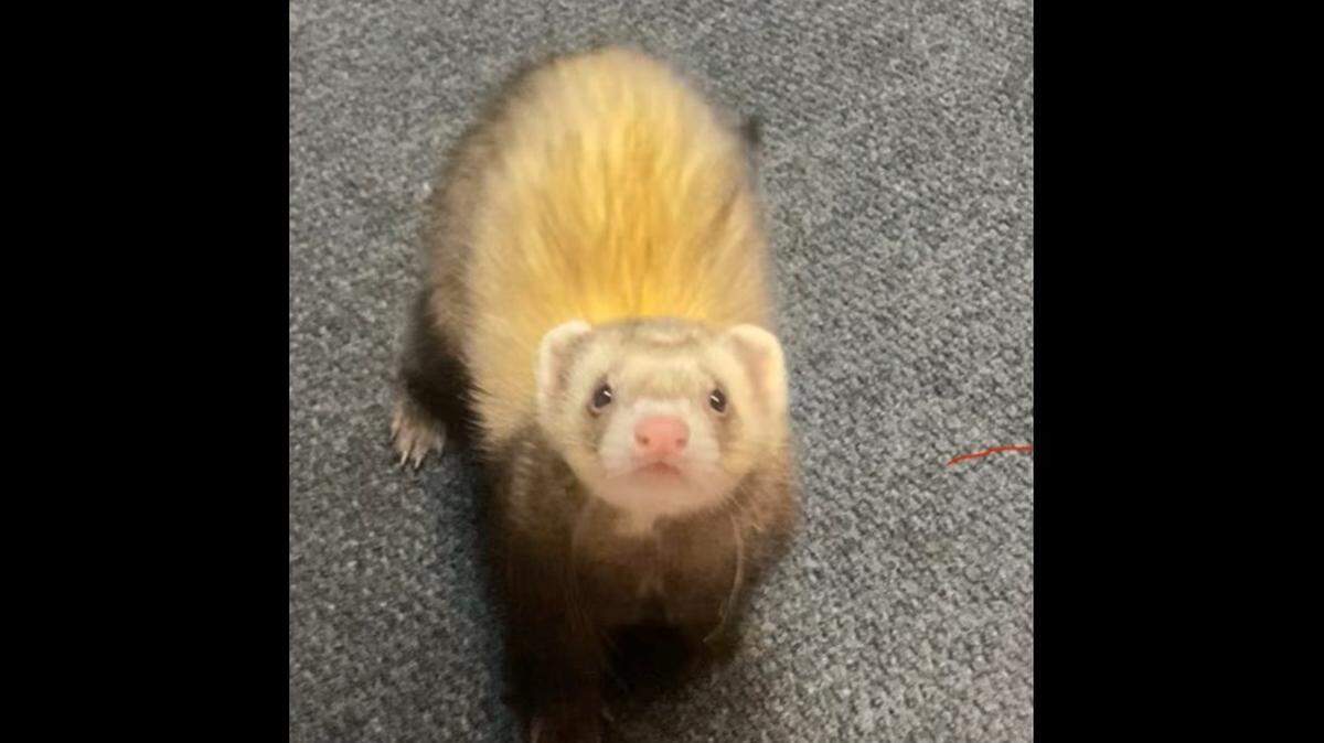 A beloved ferret was reunited with his family after disappearing from a North Carolina home.