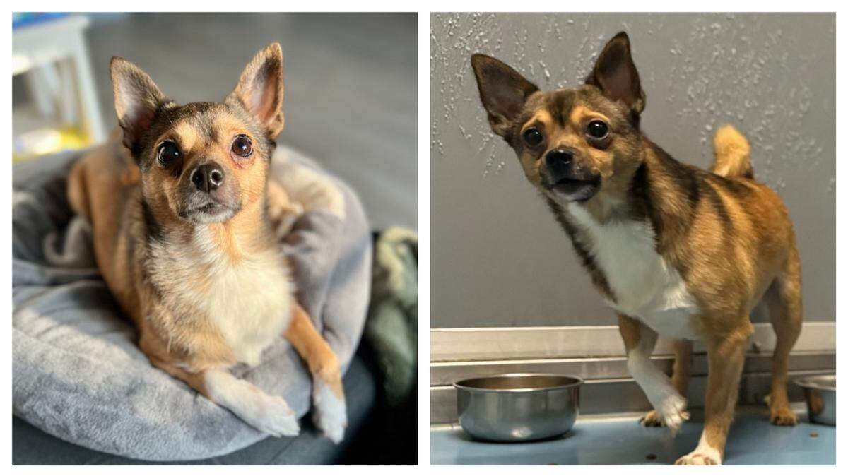 Goober was one of 10 canine siblings surrendered after Hurricane Helene.