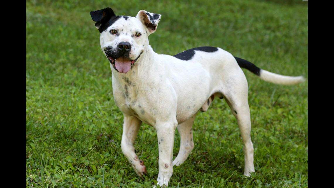 A “sweet” dog got a new home after more than 500 days in a North Carolina shelter.