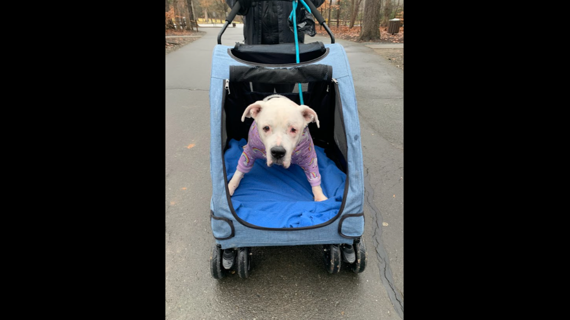 A foster mom didn’t want to adopt another dog — then her family fell for Lola.