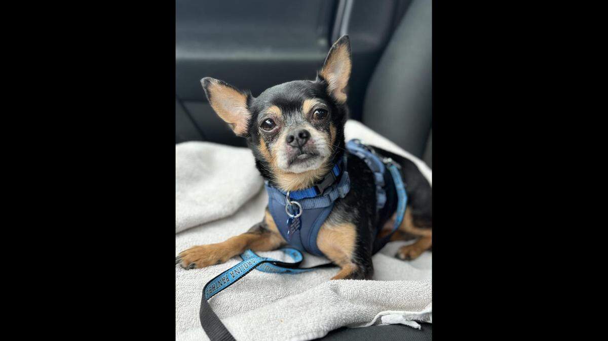 Chico the snuggly dog is up for adoption after he lost the home he had for most of his life, a North Carolina shelter said.