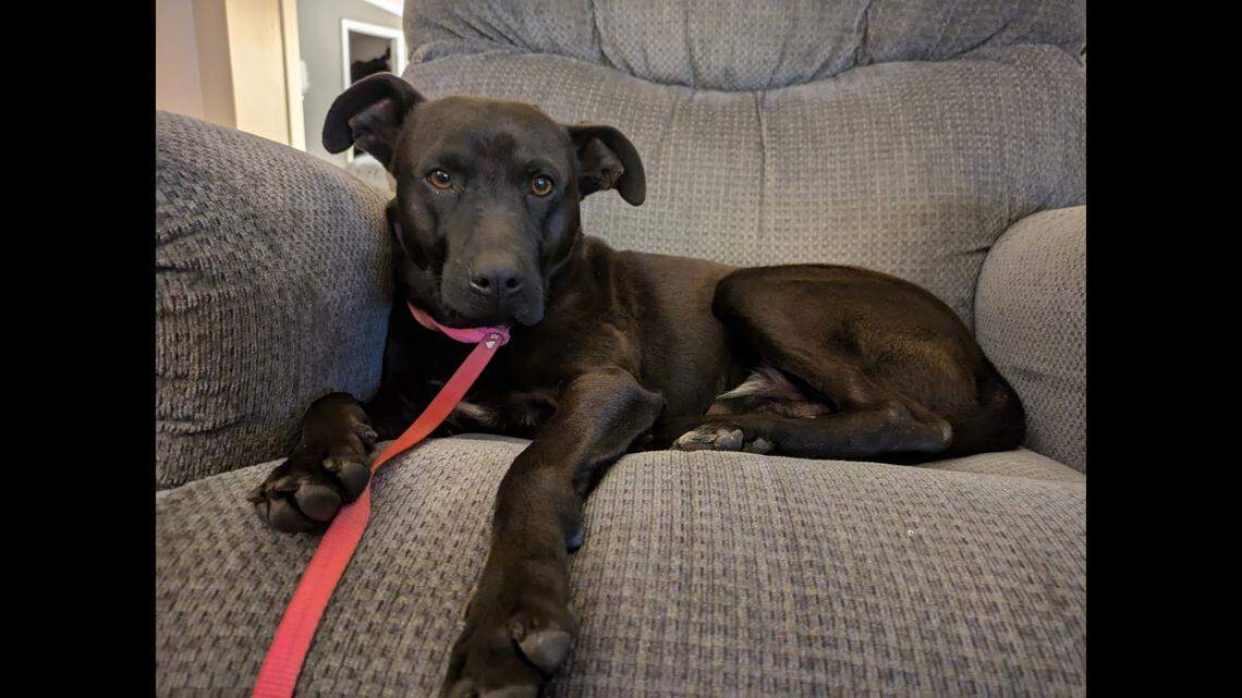 A rescued dog is showing signs of stress as he waits for a new home.