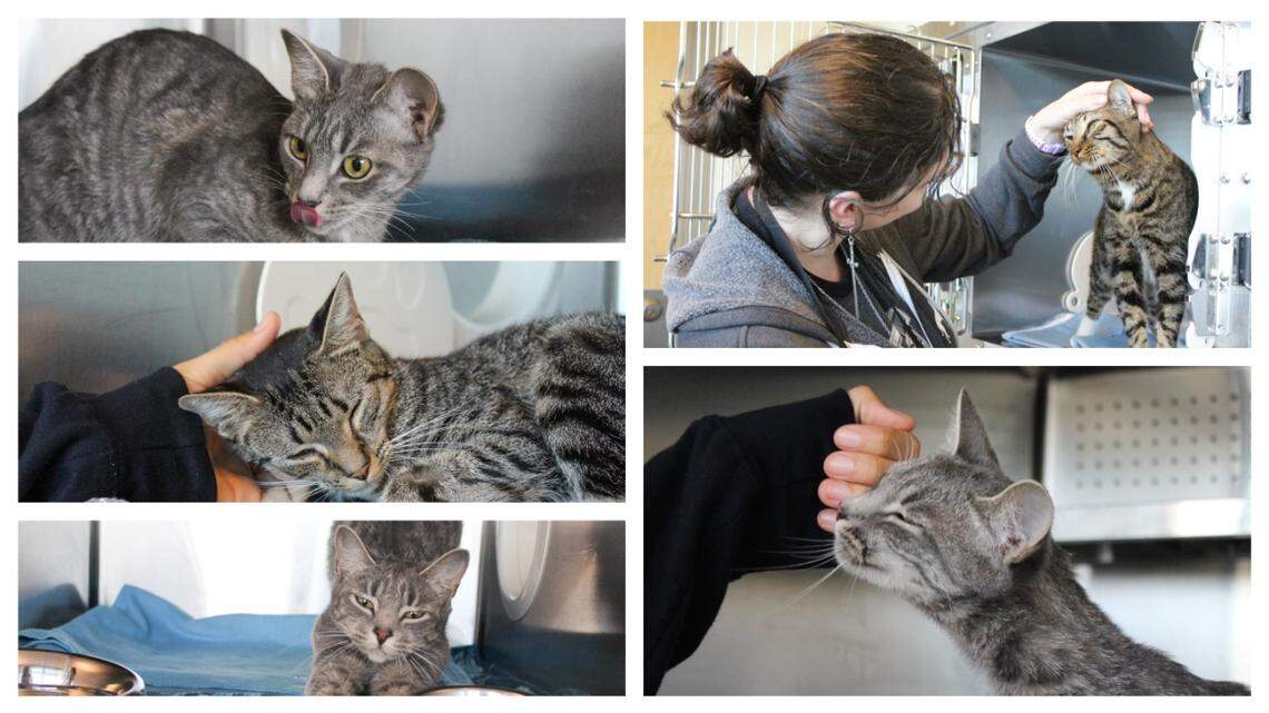 Aurora and Villa were left with a heartbreaking note, a North Carolina shelter said.