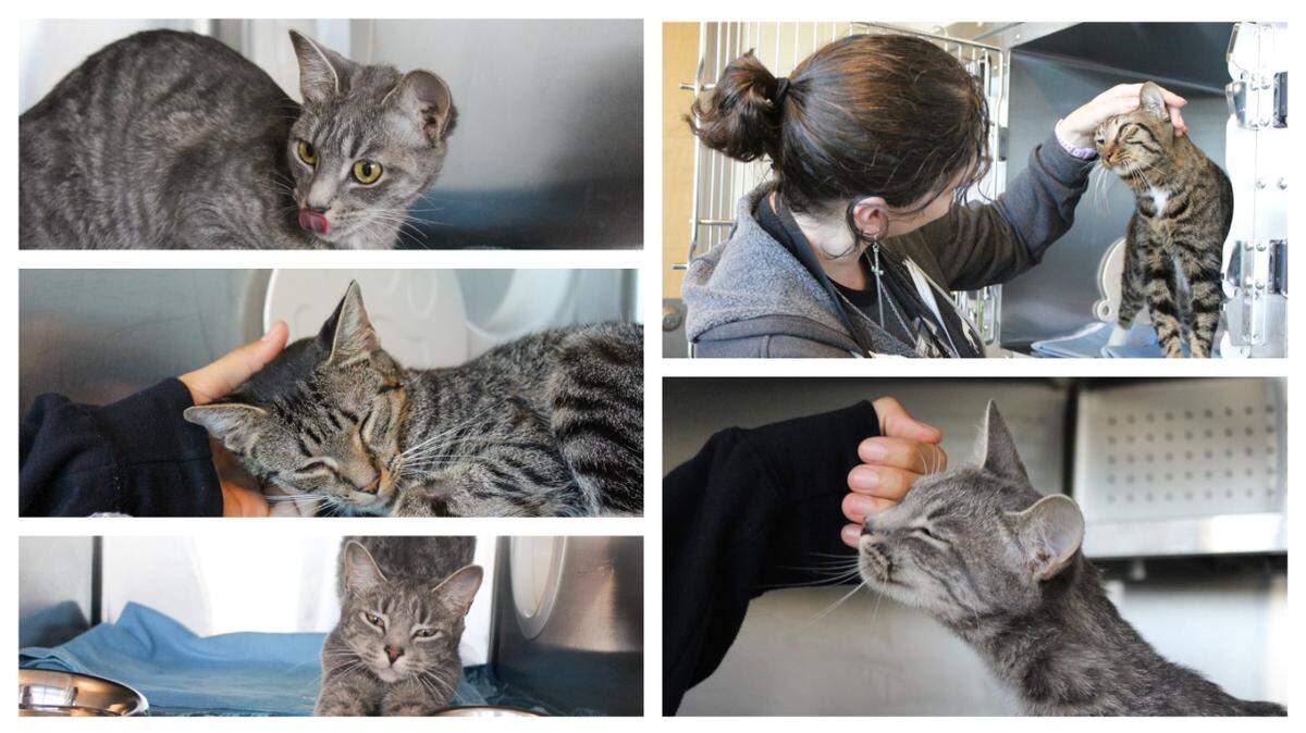 Aurora and Villa were left with a heartbreaking note, a North Carolina shelter said.