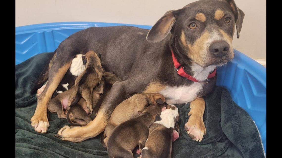 A mama dog’s puppies were adopted, but now she needs a home of her own.