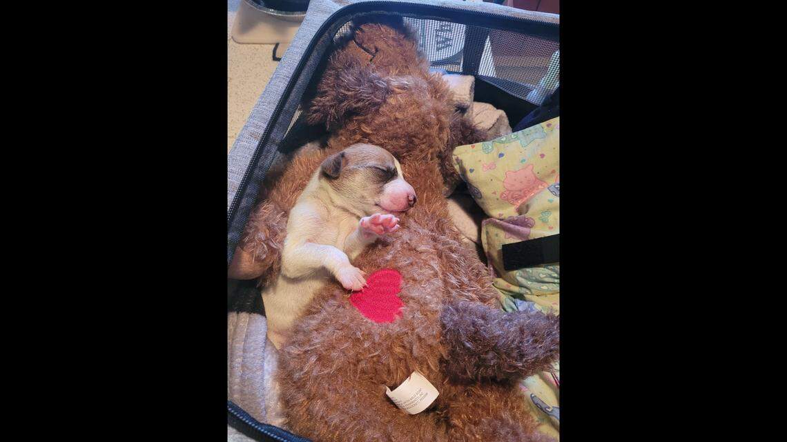 Chance was the only puppy from Charity’s litter to survive, a North Carolina shelter said.