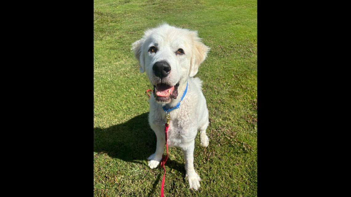 A calm North Carolina dog is known for taking naps everywhere.