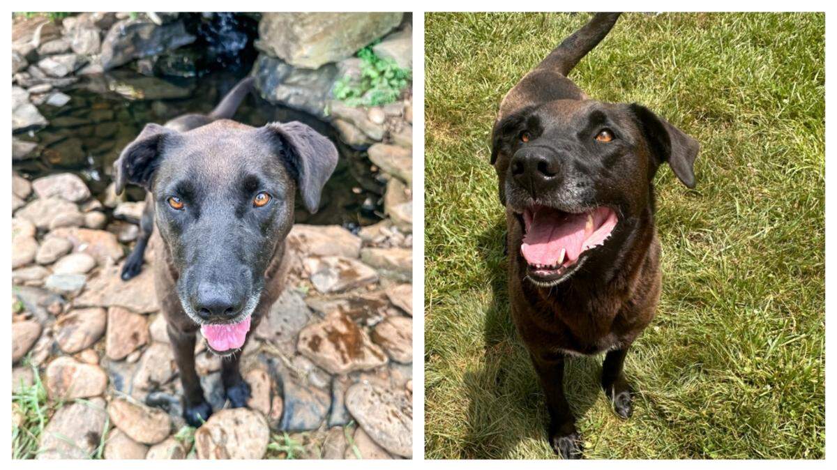 Eloise, who has been in and out of a North Carolina shelter, needs another home.