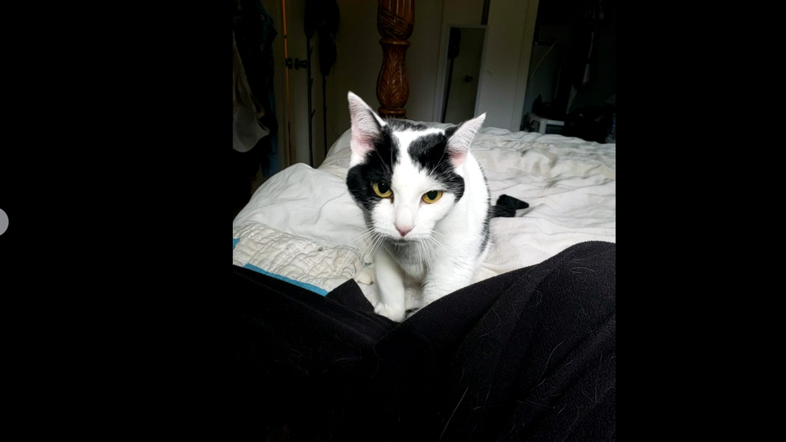 Ivy the cat is up for adoption as a North Carolina rescue warns that her situation is a “cautionary tale.”