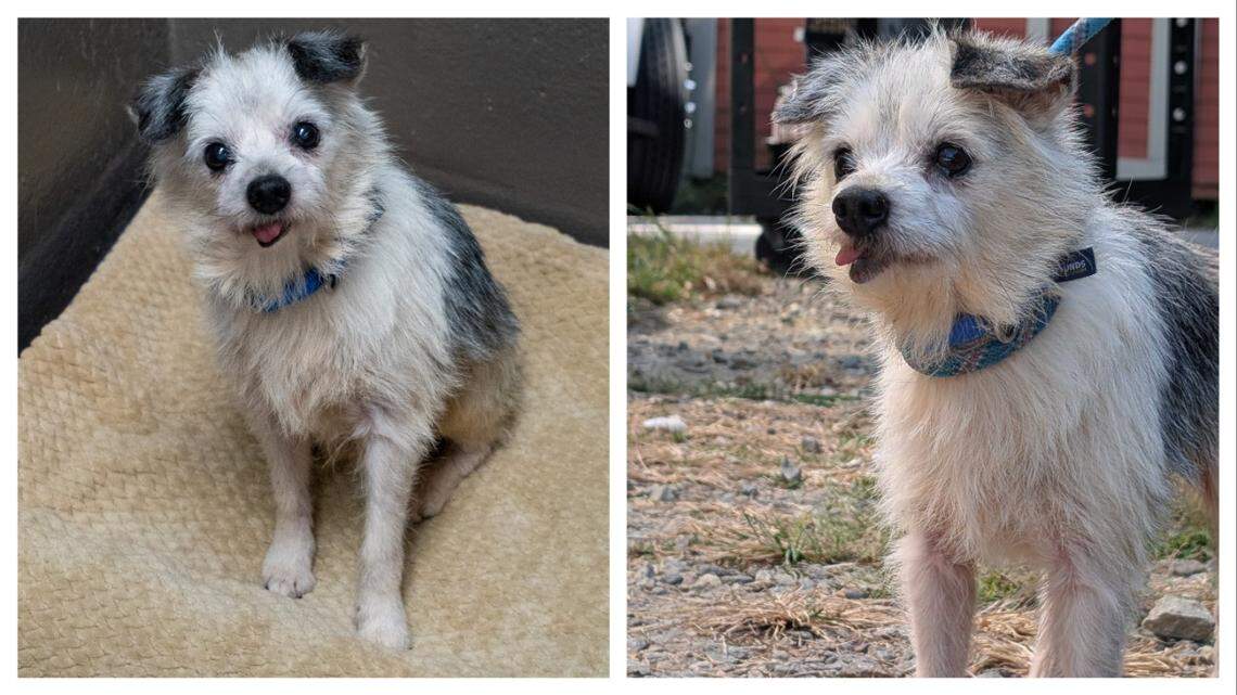 ‘Shaky, toothless’ dog with rough past ‘deserves the world.’ He waits for a home