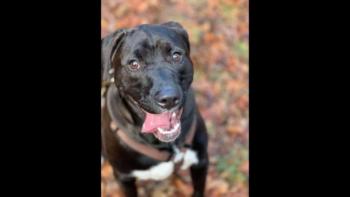 A “sweet” dog keeps being overlooked at a North Carolina shelter.