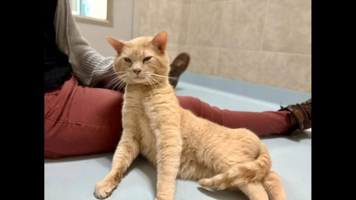 A North Carolina cat with a “grumpy” face waits for a second chance.