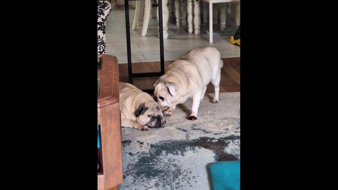 A pair of senior dogs with a close relationship need a new home, a South Carolina rescue said.