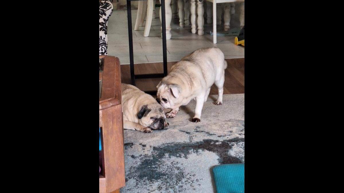 A pair of senior dogs with a close relationship need a new home, a South Carolina rescue said.
