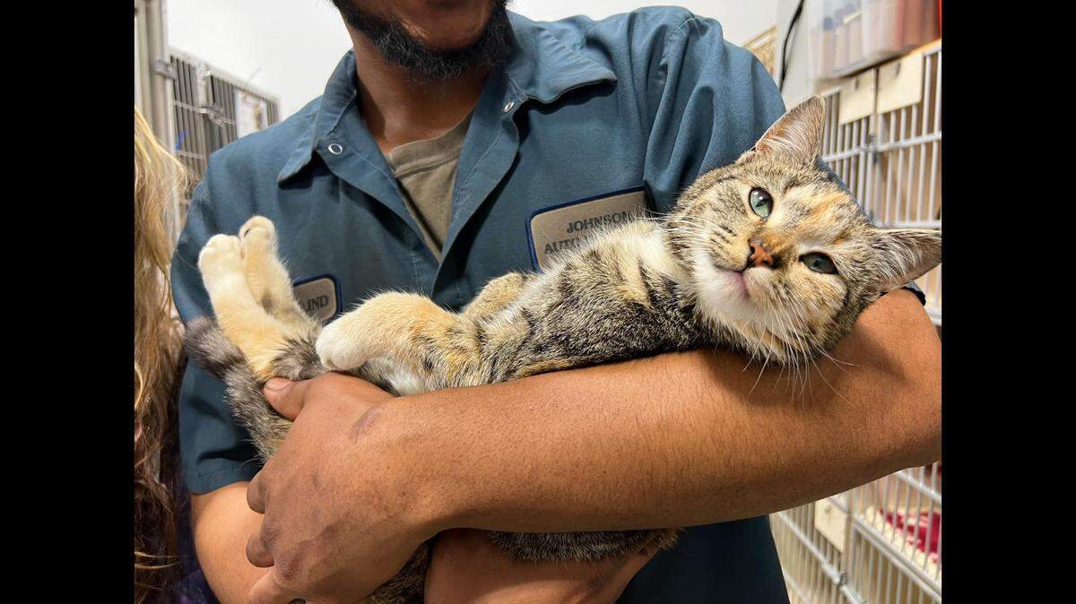 Lilly’s owner started crying after she was found safe at a junkyard, a rescue in the North Carolina mountains said.