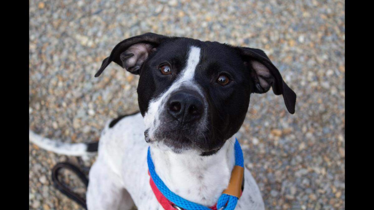 A playful shelter dog is up for adoption in North Carolina.