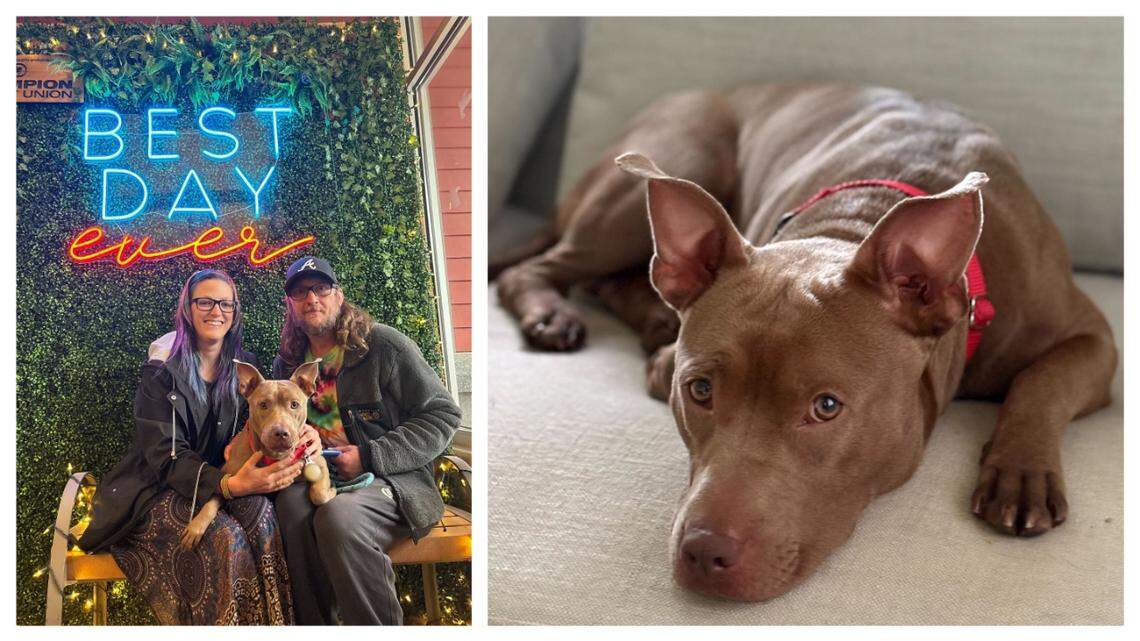 Leon’s snake bite led to a heartwarming adoption in North Carolina. Leon’s snake bite led to a heartwarming adoption in North Carolina.