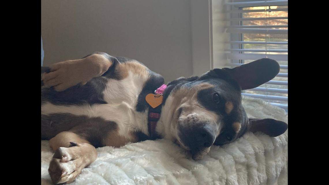 Chrissy is known as a “sweet” mama dog who loves attention.