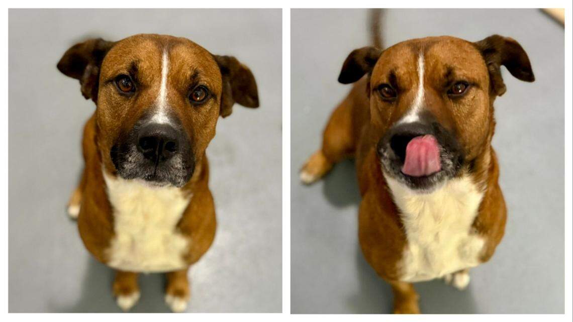 ‘Clumsy’ shelter dog’s energy rivals a ‘toddler on espresso.’ He needs a home