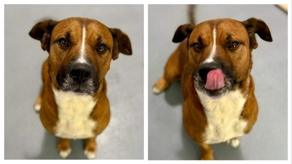 Uncle Hank, an energetic shelter dog, is up for adoption in North Carolina.