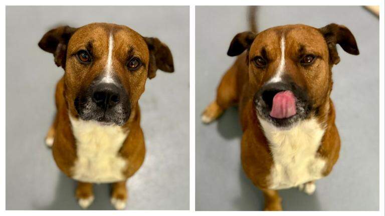 ‘Clumsy’ shelter dog’s energy rivals a ‘toddler on espresso.’ He needs a home