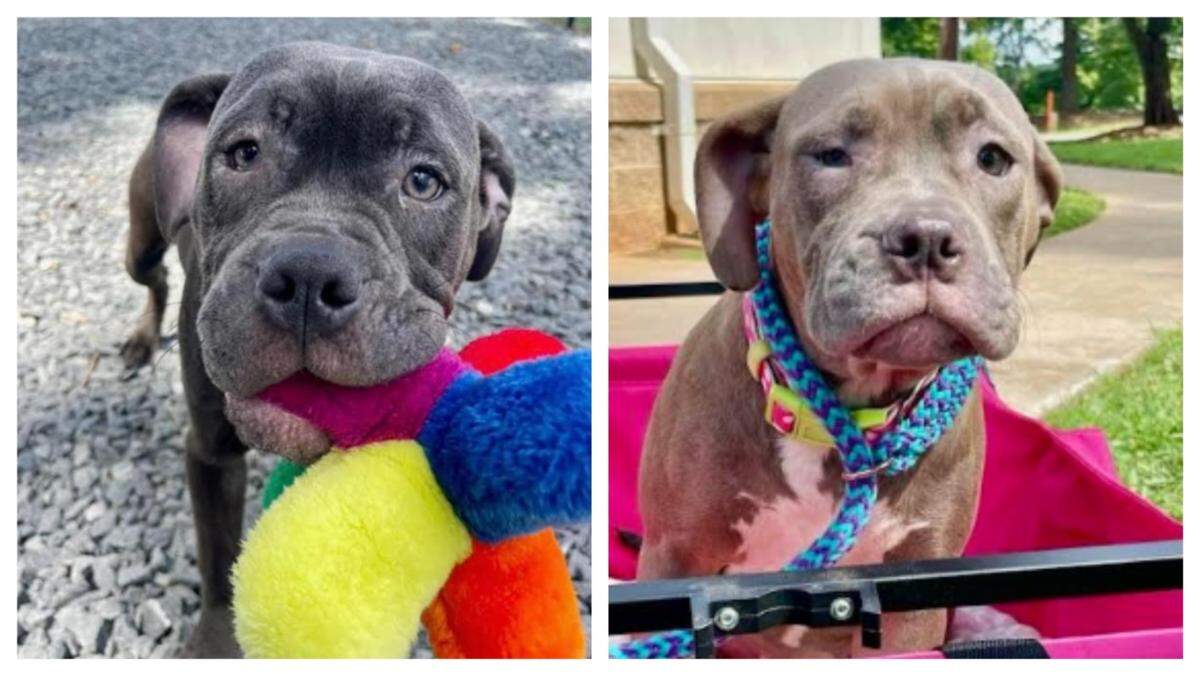 Meriweather, left, and Fauna are up for adoption in North Carolina.