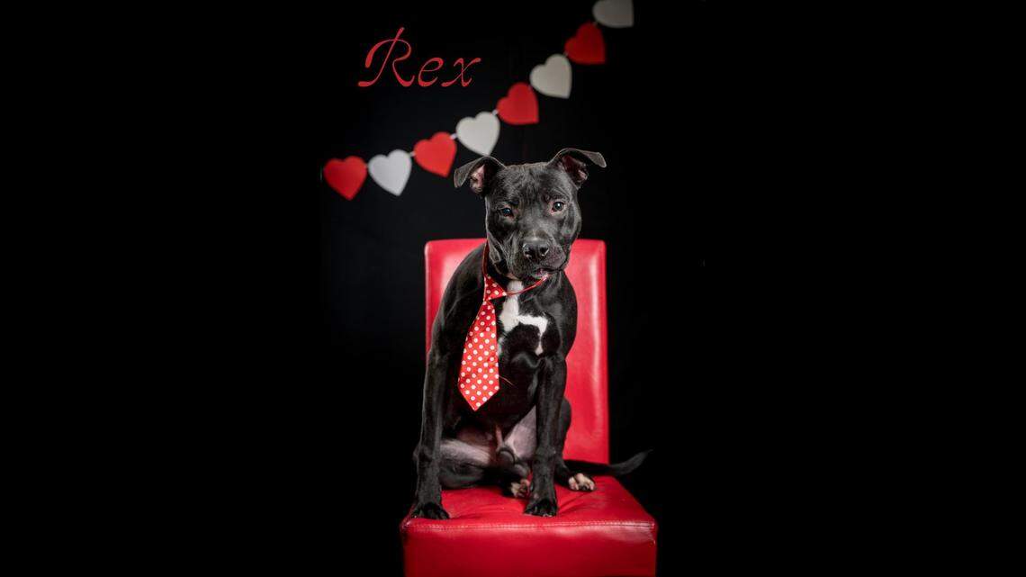 Rex the dog has spent months waiting for a new home in North Carolina.