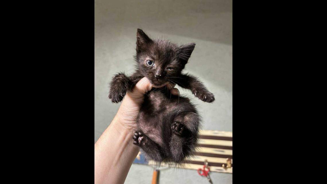 A kitten who had an eye surgery was adopted in North Carolina.