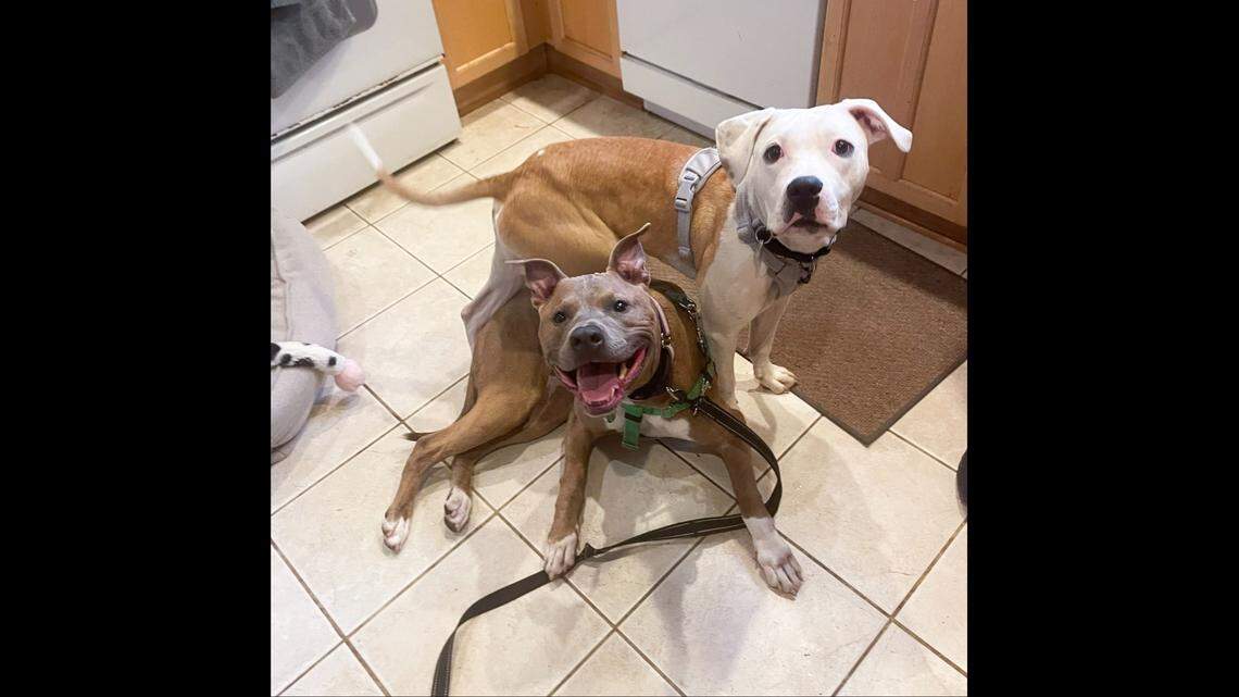 Buu and Tadpole the dogs have become best friends.