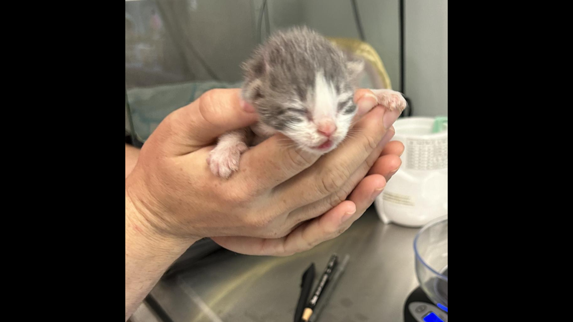 Pop the kitten was adopted after getting a rough start in North Carolina.
