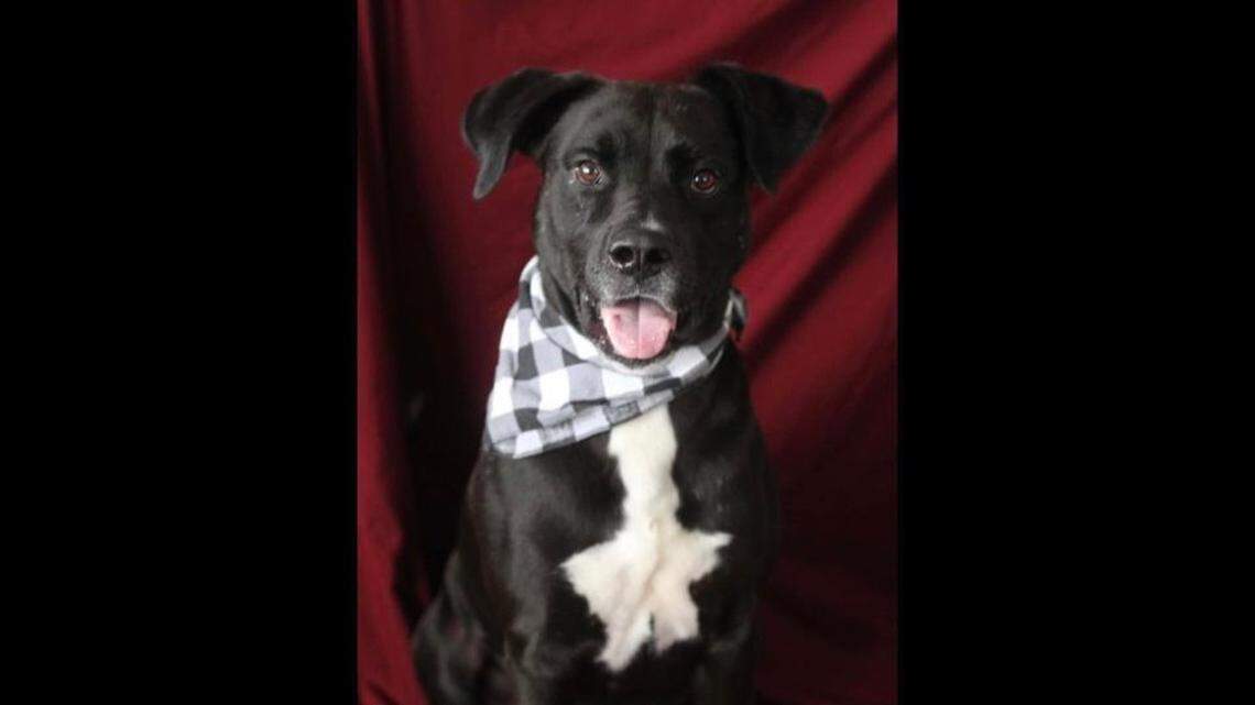 Domino the dog is up for adoption in North Carolina.