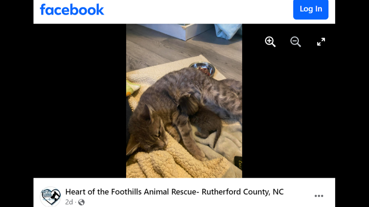 A North Carolina animal rescue said Cookie helped Crumb after the deaths of her own kittens.
