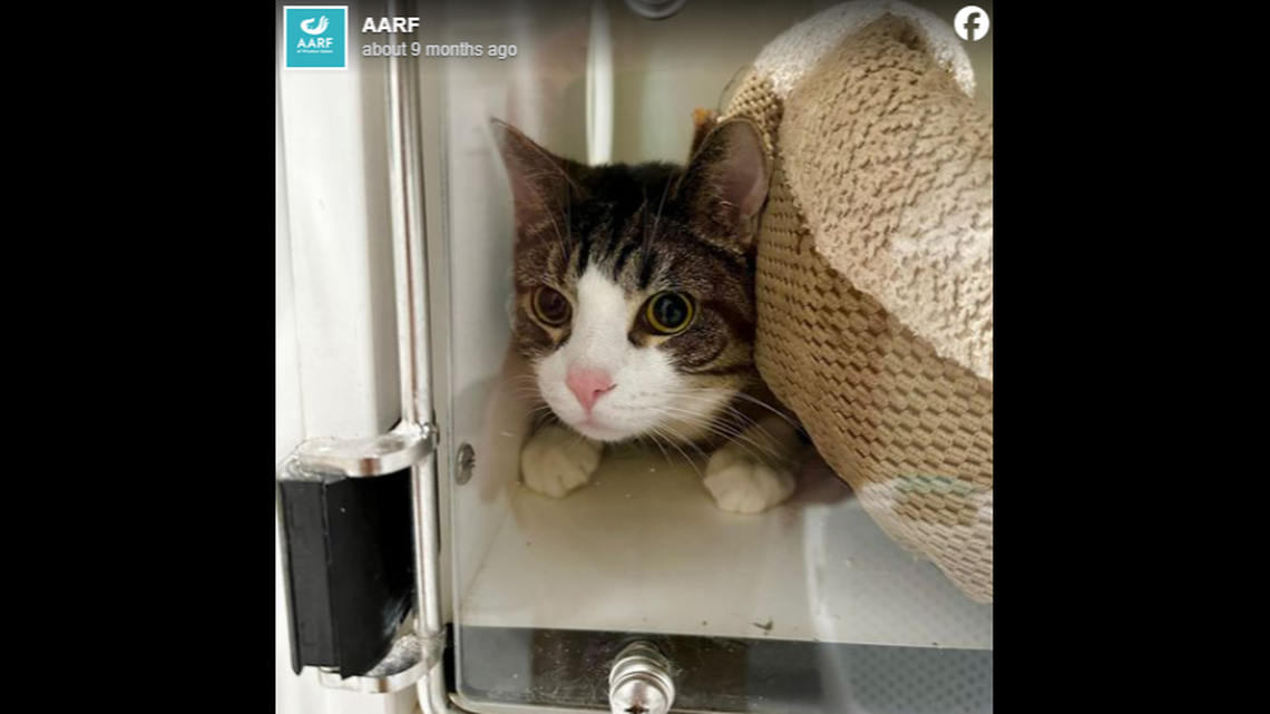 Tarheel the North Carolina cat got a new home after 265 days of waiting, officials said.