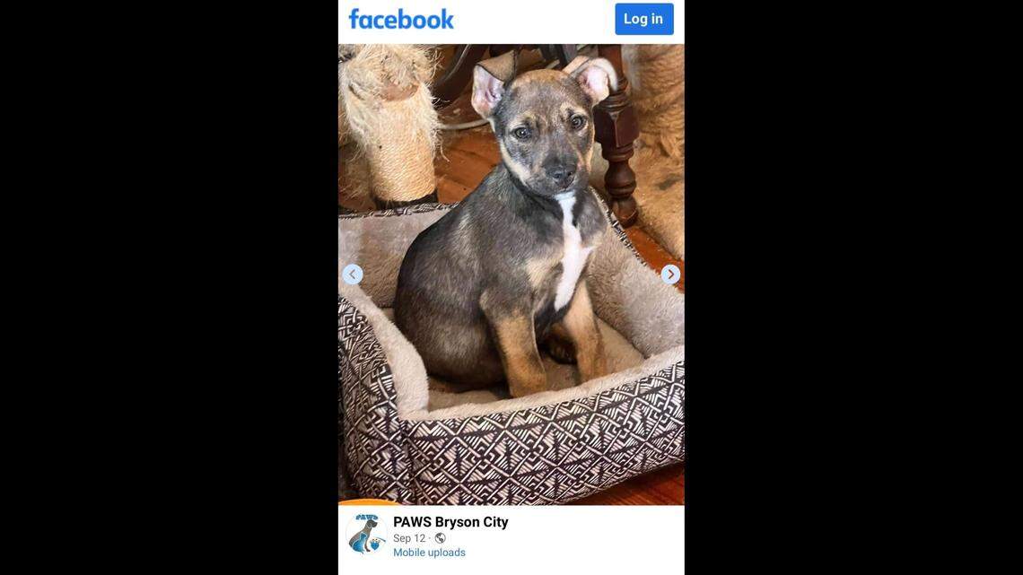 Apollo the missing pup was found safe after he was thrown from a window, a Western North Carolina shelter said.