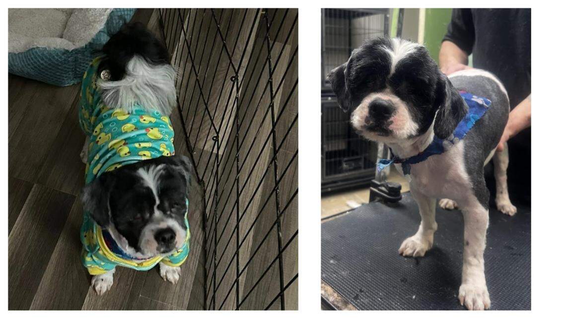 A North Carolina dog was rescued and needs a new home.