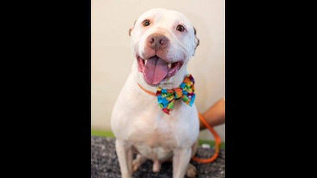 Tonto the friendly dog has a new home after going up for adoption in North Carolina.