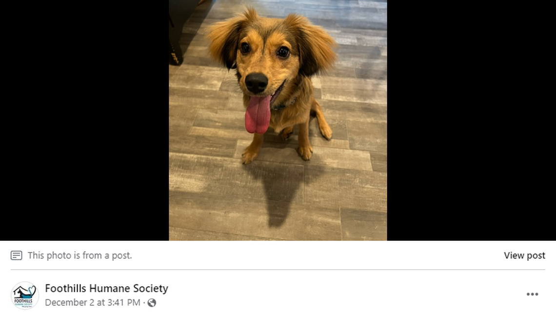 Theo is a loving puppy who can’t get enough of squeaky toys and treats, a North Carolina shelter said.