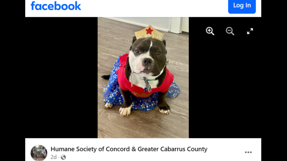 The playful dog was adopted — then returned to a North Carolina shelter weeks later.