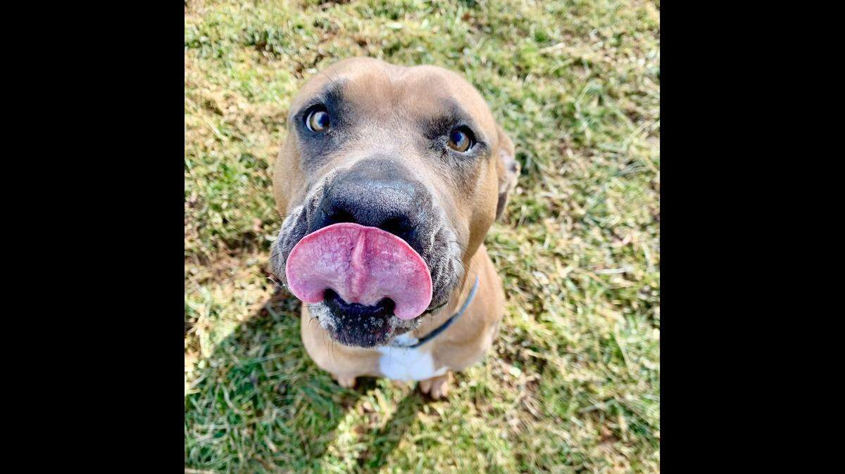 An “overwhelmed” shelter dog is up for adoption in North Carolina.