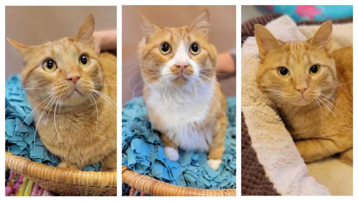 “Sweet” cats AKU, left, Big O, and Courage got a new home together.