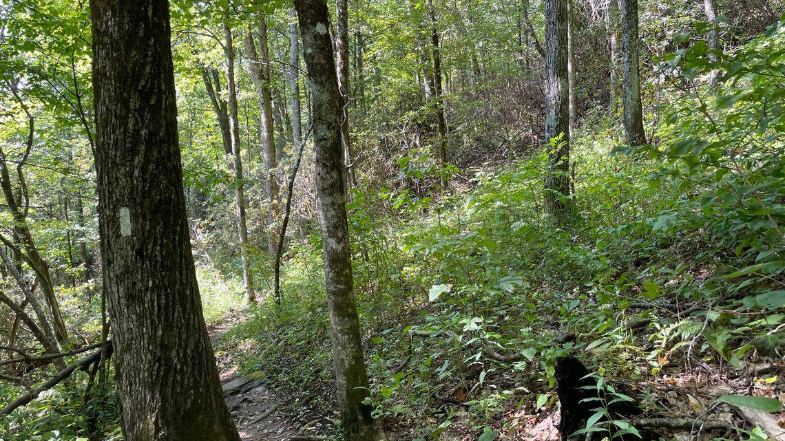 Nantahala National Forest