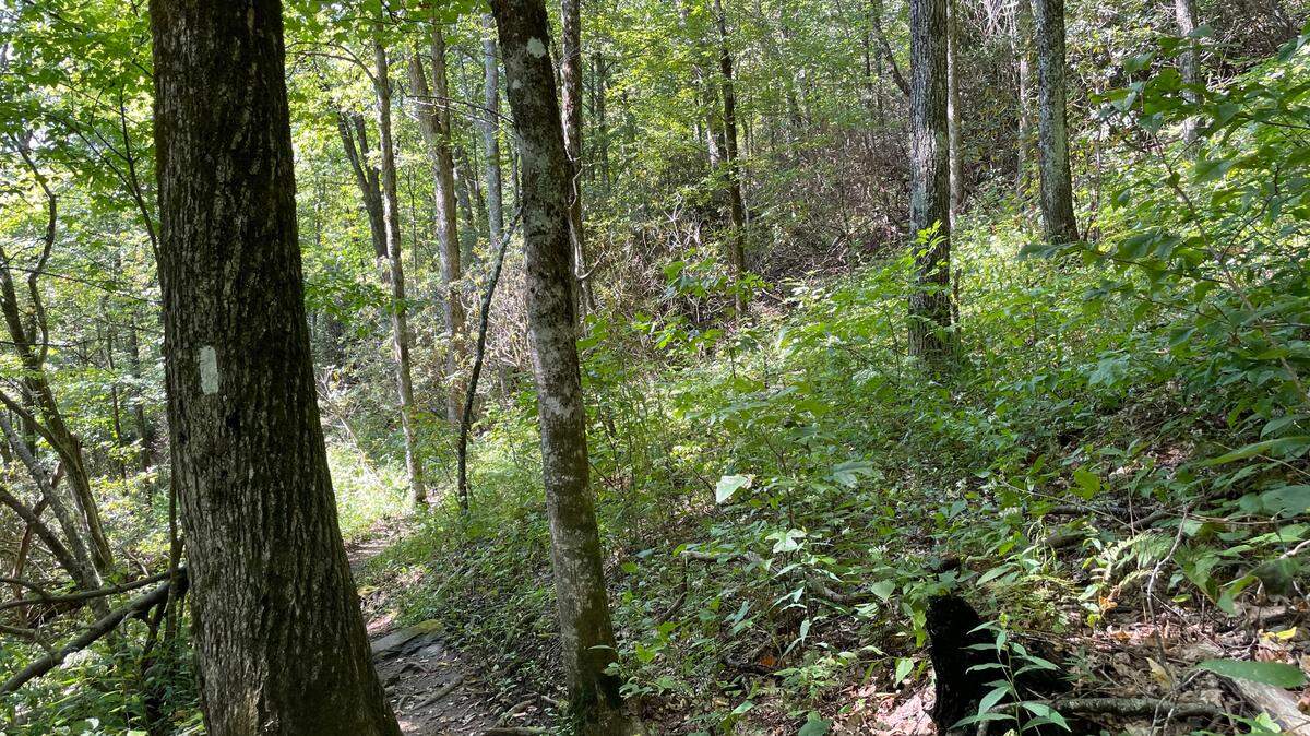 Nantahala National Forest