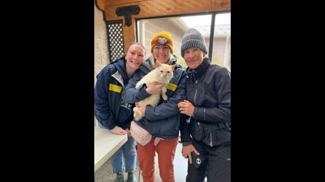 Ricardo Blanco the cat was clinging onto a roof before he was swept away, an animal organization said.