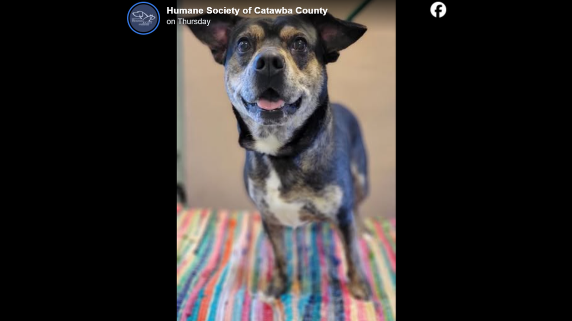 A dog dumped at a North Carolina shelter is up for adoption.